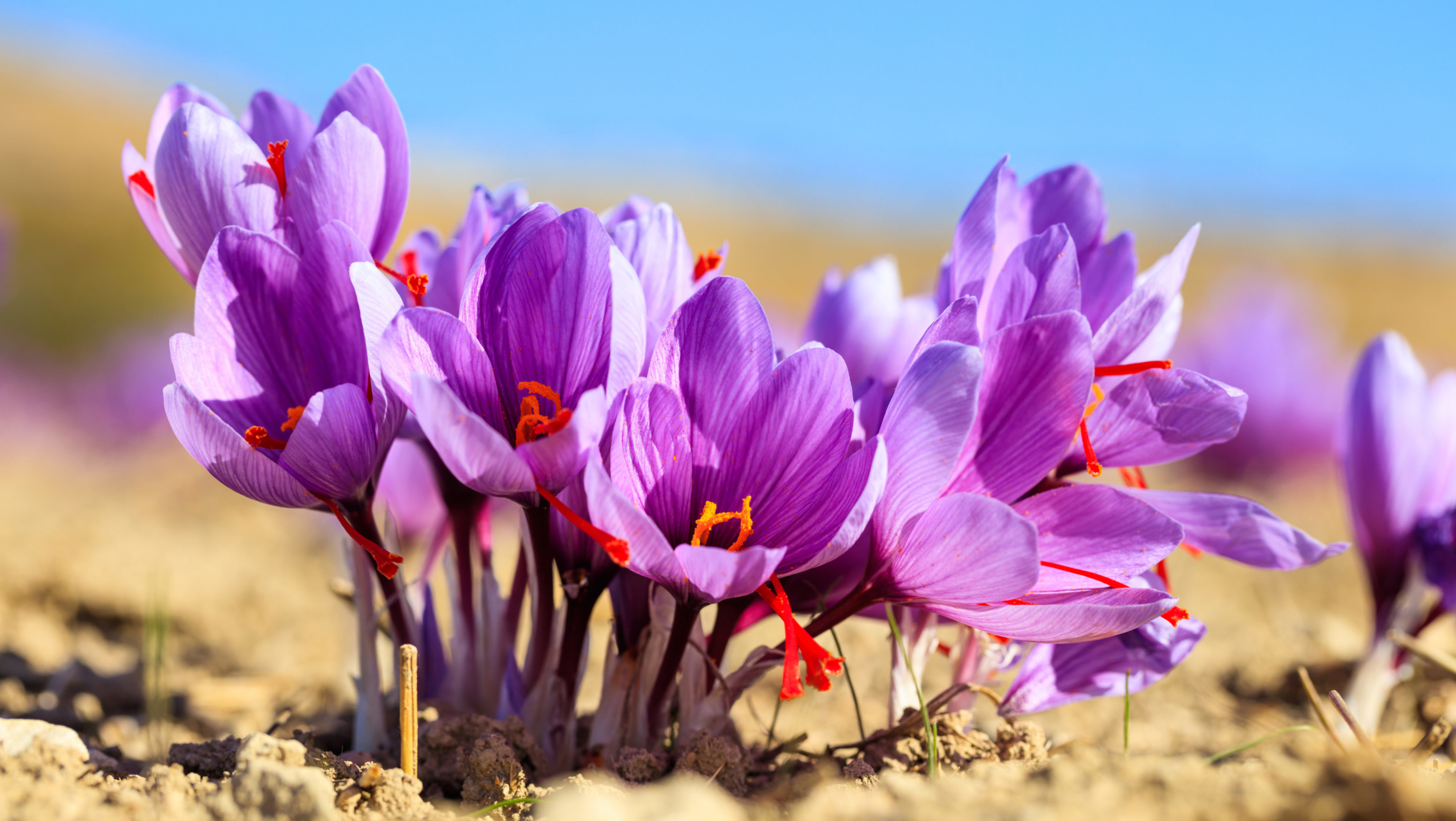 Kozani, the only region in Greece where saffron is grown - Poupadou